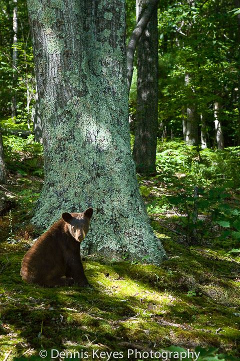 bear_in_the_woods.jpg