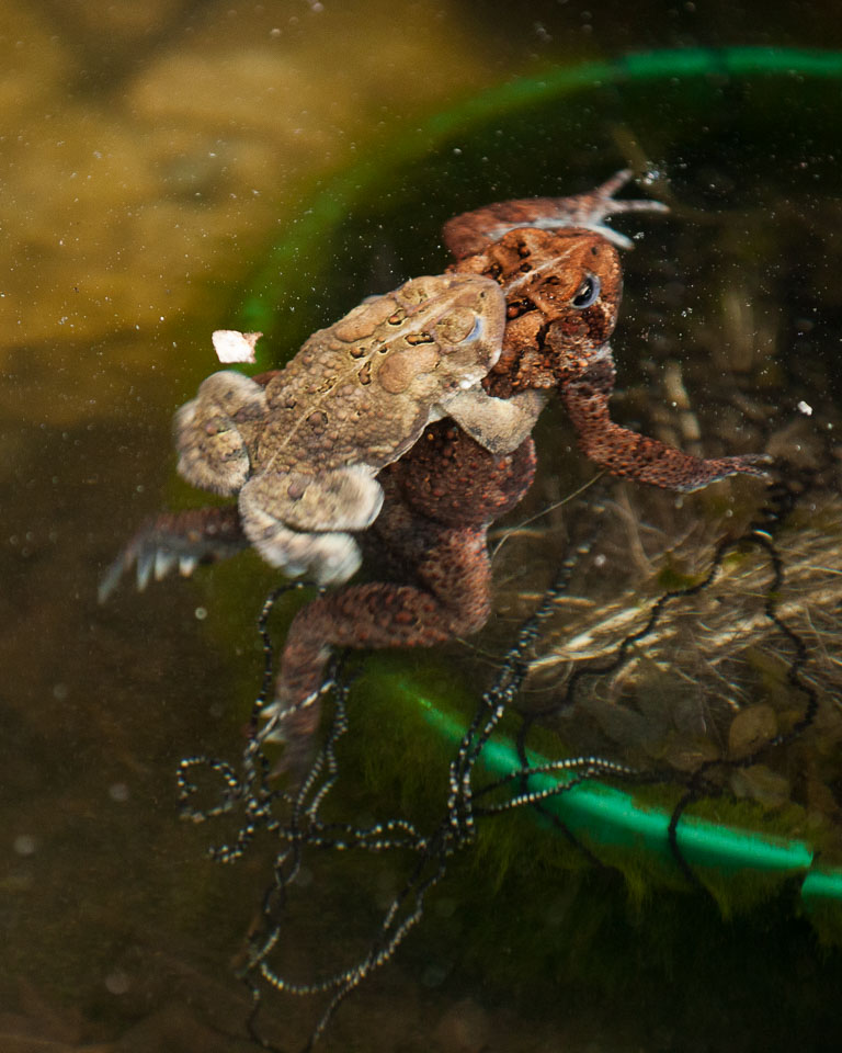 frogs-pond-2016-10.jpg