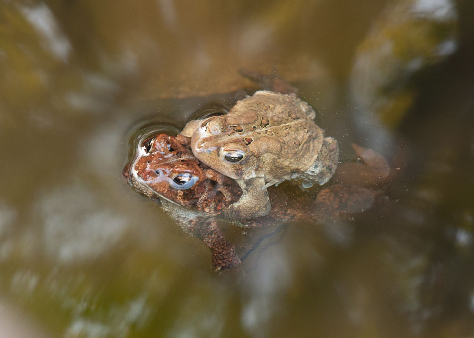 frogs-pond-2016-28-Edit.jpg