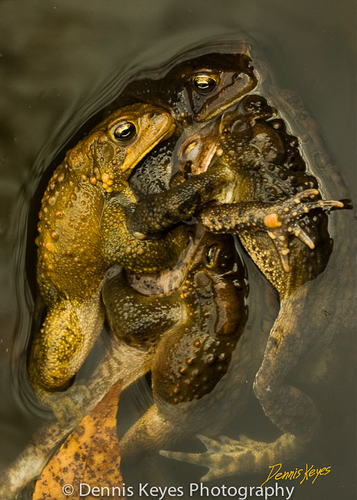 frogs_mating_spring-vertical.jpg