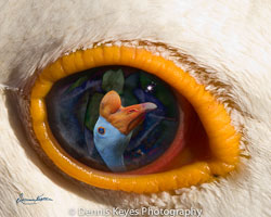 goose_eye_of_beholder_12x15.jpg