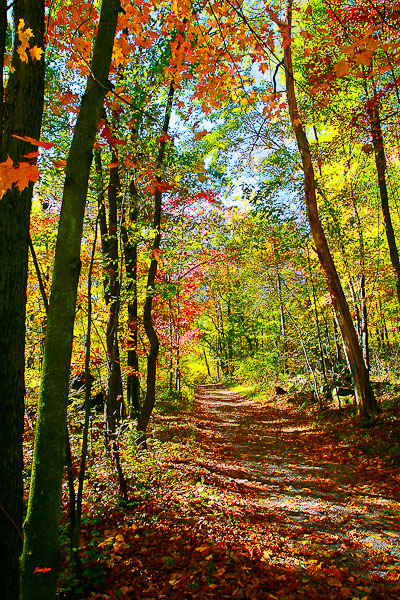 country_road_autumn.jpg